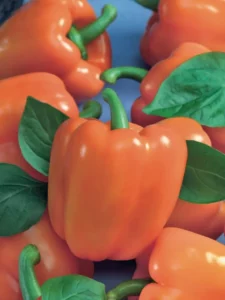Capsicum Orange Bell vegetable garden