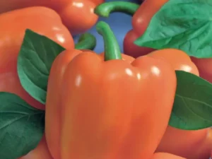 Capsicum Orange Bell vegetable garden