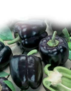 Capsicum Purple Bell vegetable garden