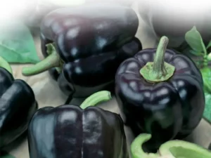 Capsicum Purple Bell vegetable garden