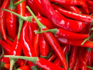 Chilli Cayenne Red home vegetable garden