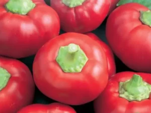 Chilli Mexibelle vegetable