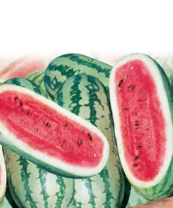 Watermelon Bengal Tiger fruit home garden summer collection