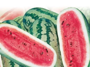 Watermelon Bengal Tiger fruit home garden summer collection