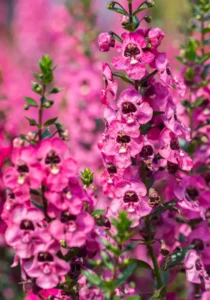 Angelonia Rose flowers for garden