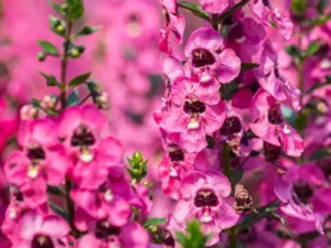 Angelonia Rose flowers for garden