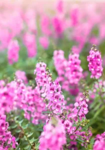 Angelonia Rose garden