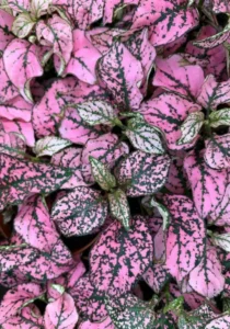 Hypoestes Pink folliage