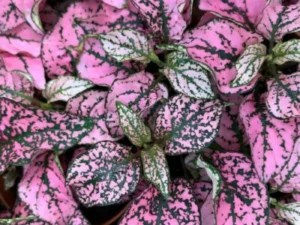 Hypoestes Pink folliage