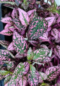 Hypoestes Pink garden