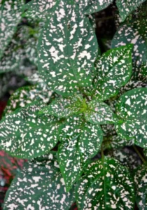 Hypoestes White garden
