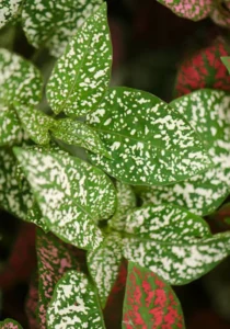 Hypoestes White