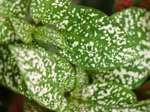 Hypoestes White