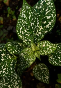 Hypoestes White close up flower