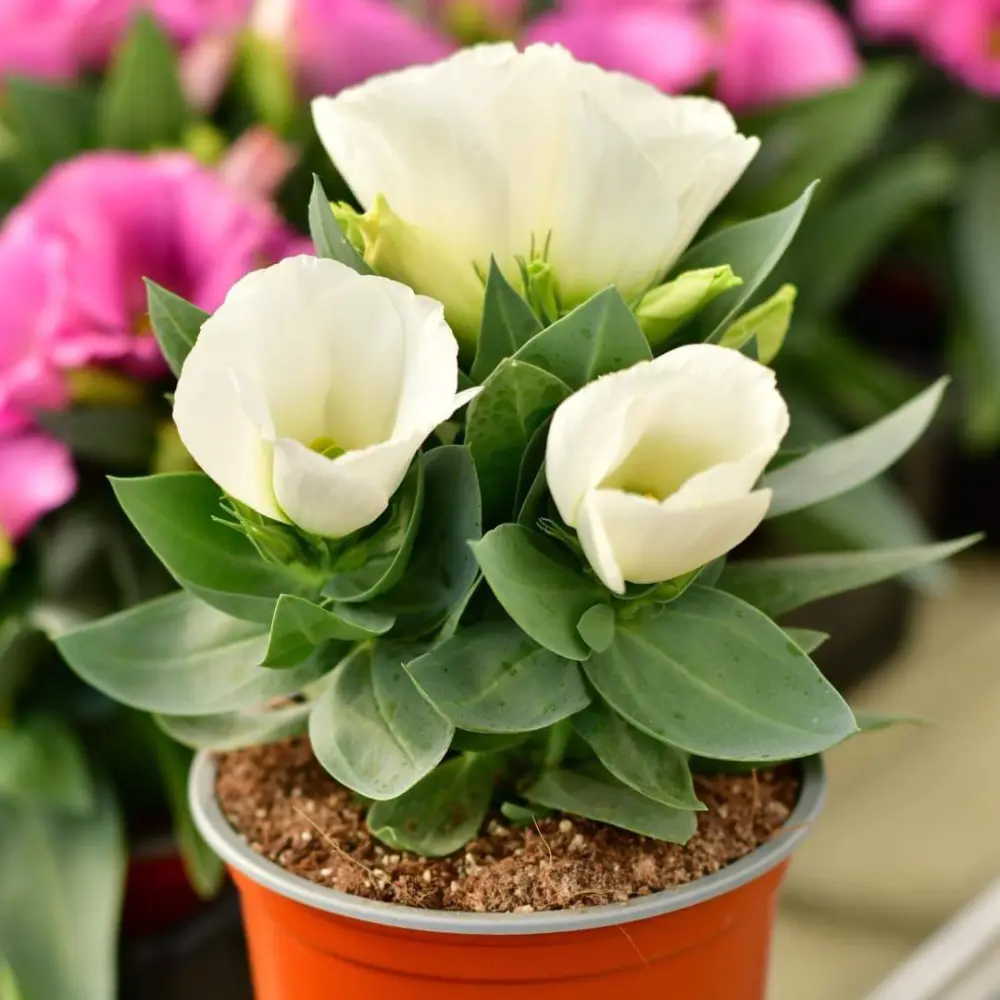 zimmerpflanze grne lange bltter Philodendron Xanadu Zimmerpflanze 60cm  grne Blattpflanze im Potter