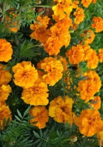 Marigold Tangerine flowers