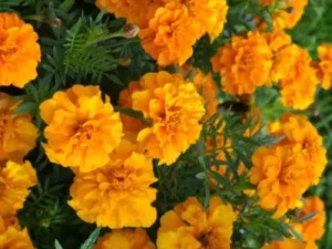 Marigold Tangerine flowers