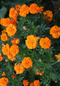 Marigold Tangerine garden