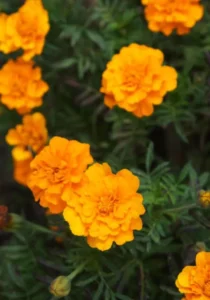 Marigold Tangerine close up flowers