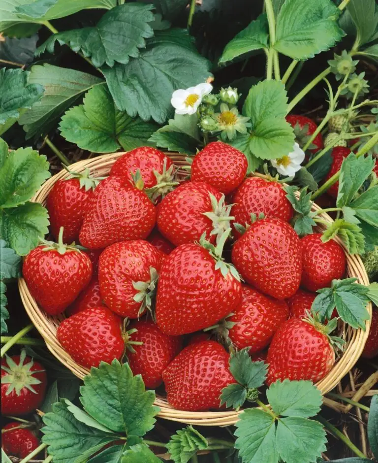 Strawberry Bowl Fresh Juicy Berries For Gardens Potted Colour Strawberry Bowl Fresh Juicy Berries For Gardens Potted Colour