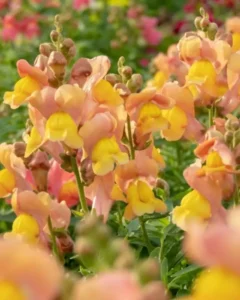 Antirrhinum Peach flower in garden