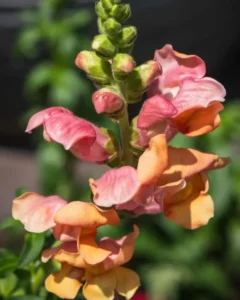 Antirrhinum Peach flower close up