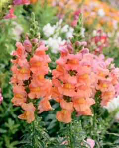 Antirrhinum Peach garden