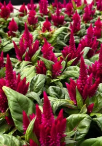 Celosia Cherry Red