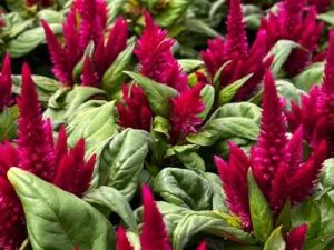 Celosia Cherry Red