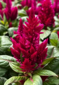Celosia Cherry Red close up flower garden