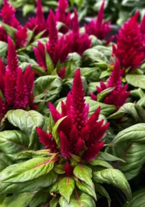 Celosia Cherry Red greenhouse flowers