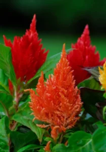 Celosia Orange close up flowers