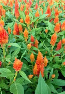 Celosia Orange garden