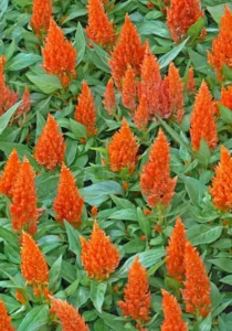 Celosia Orange