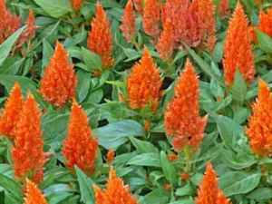Celosia Orange