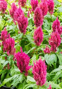 Celosia Rose
