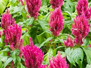 Celosia Rose