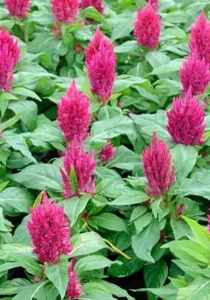 Celosia Rose greenhouse garden