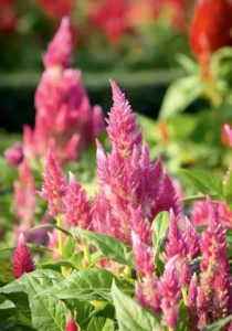 Celosia Rose close up flower