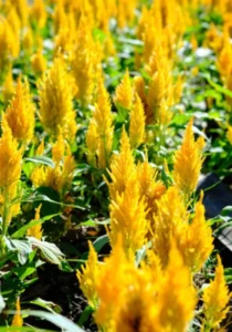 Celosia Yellow