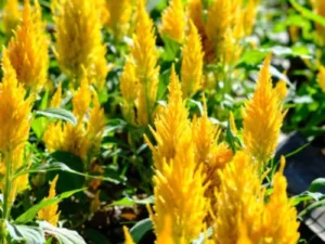 Celosia Yellow