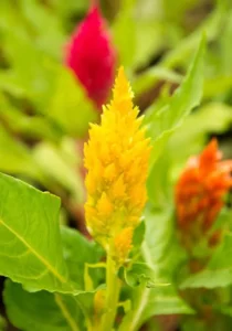 Celosia Yellow one close up flower