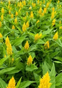 Celosia Yellow garden greenhouse