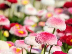 English Daisy Mix
