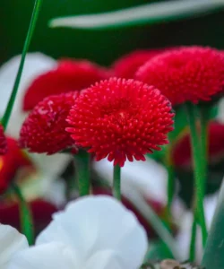 English Daisy Mix red