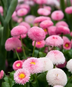 English Daisy Mix pink and white