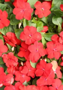 Impatiens Red flowers garden
