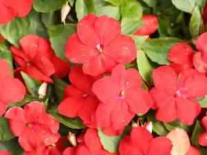 Impatiens Red flowers garden
