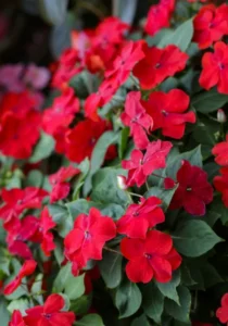 Impatiens Red