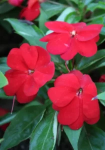 Impatiens Red close up three flowers